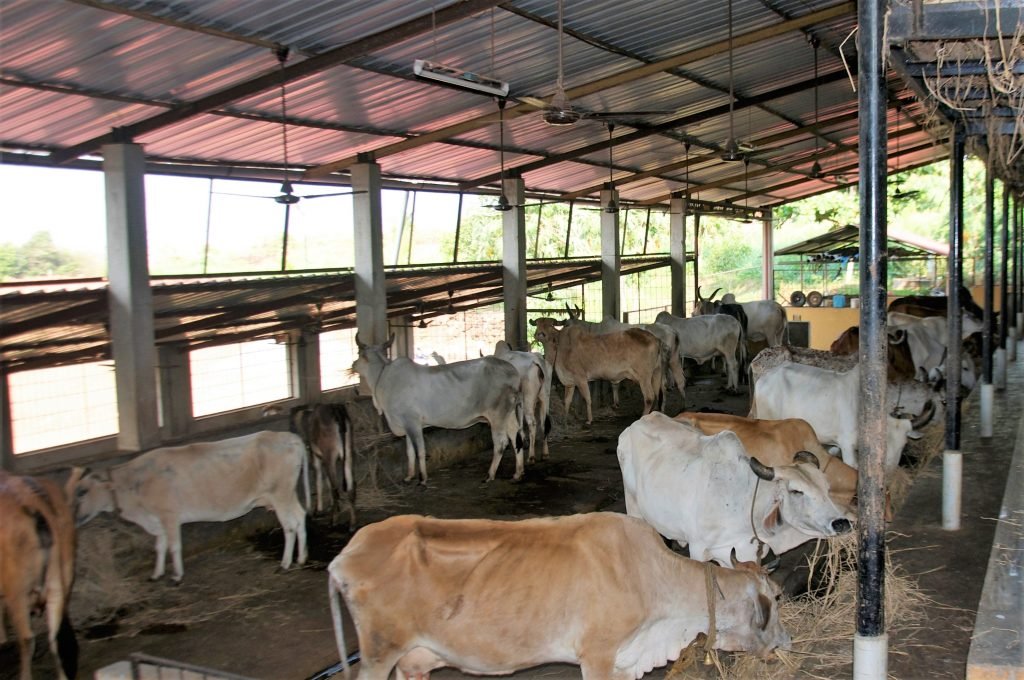 Desi Cows