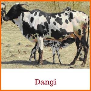 Dangi Indian Breed Cow