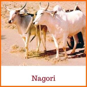 Nagori Indian Cow Breed