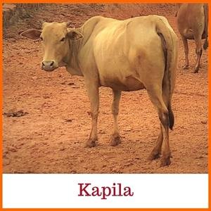 Kapila Indian Breed Cow