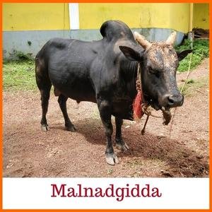 Malnad Gidda