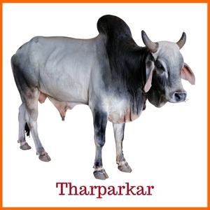 Tharparkar Indian Breed Cow